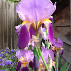Iris