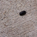 Woodlouse (Roly-Poly; Pill Bug)