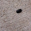 Woodlouse (Roly-Poly; Pill Bug)