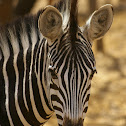 Plain Zebra