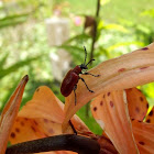 Scarlet Lily Beetle