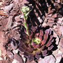 Echeveria Chocolate