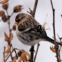 Common Redpoll