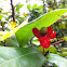 Mickey mouse plant
