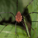 Daddy Longlegs