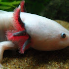 Axolotl
