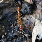 stone centipede