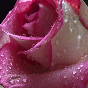 Pink Rosedrops by Colleen Legree - Nature Up Close Flowers ( rose, nature, pink, waterdrops, flowers, flower )