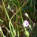 Wild Geranium