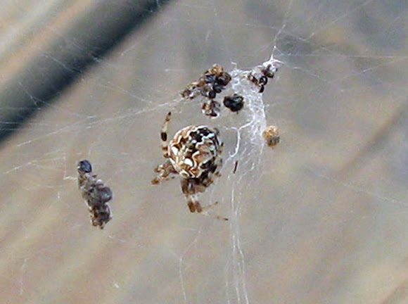 Spotting Image 1
