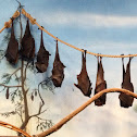 Fox Bats
