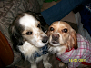 Vendo Cachorros Cocker