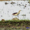 Indian Pond Heron