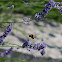 white-tailed bumblebee