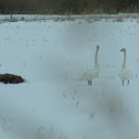 Trumpeter Swan