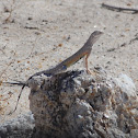 Zebra-tailed lizard
