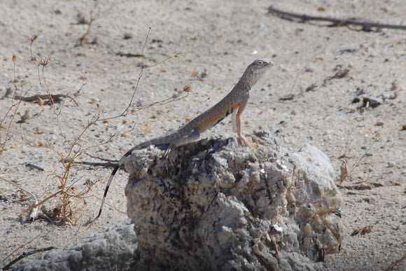 Spotting Image 1