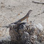 Zebra-tailed lizard