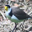 Masked Lapwing