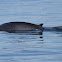 Fin Whale