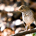 Hermit Thrush