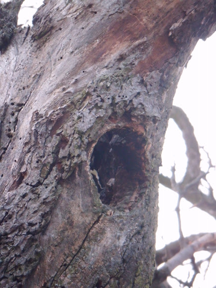 Spotting Image 1