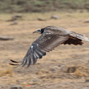 Juvenile Egyptian Vulture