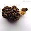 Morchella (Edible mushroom)
