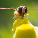 Hainschwebfliege