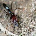 Ant