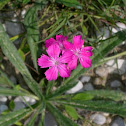 Carthusian Pink / Karthäuser-Nelke