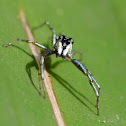 Jumping spider