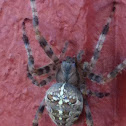 Cross Orbweaver