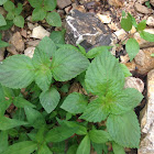 Wild Mint