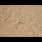 Desert Horned Lizard