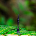 Black-banded Gossamerwing