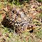 Leopard tortoise