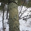 Green Shield Lichen