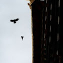 Crows