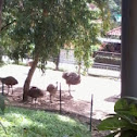Ostrich