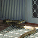 Diamond Python