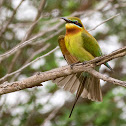 Blue-tailed Bee-eater