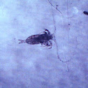 Copepod sp