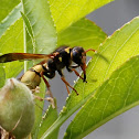 Potter Wasp