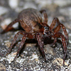 Wolfspider