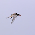 River Tern