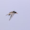 River Tern