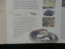 Reptiles Plaque