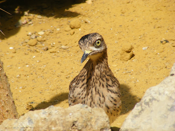Spotting Image 1