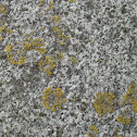 Lichen